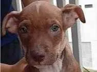 Cachorro raça SRD-ViraLata idade Abaixo de 2 meses nome Bibi