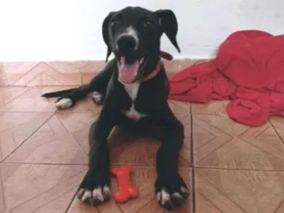 Cachorro raça SRD-ViraLata idade 1 ano nome Snoop dogg