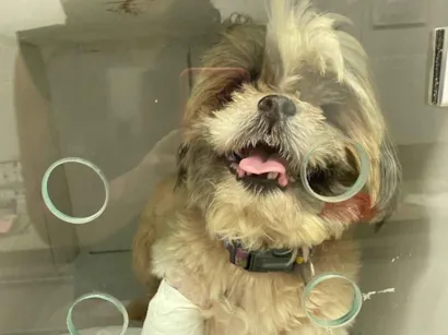 Cachorro raça Shitzu idade 6 ou mais anos nome Não sei