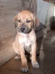 Cachorro raça SRD-ViraLata idade Abaixo de 2 meses nome Cara de Fila