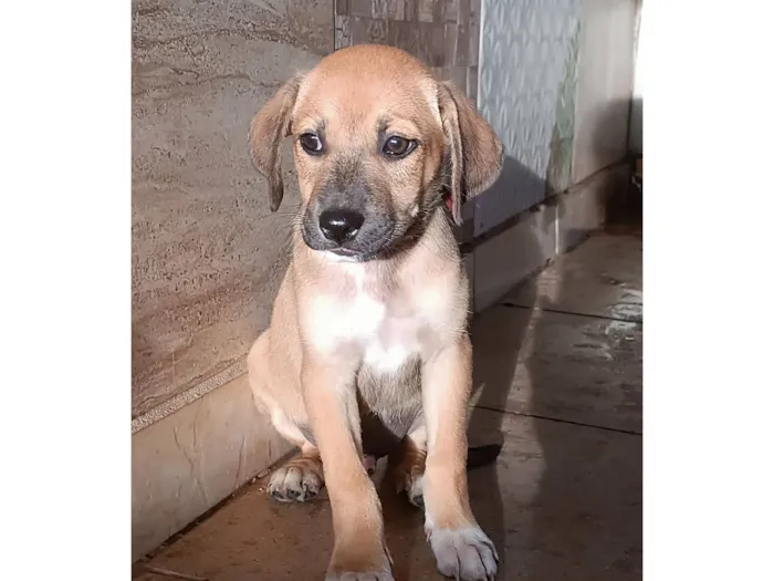 Cachorro raça SRD-ViraLata idade Abaixo de 2 meses nome Cara de Fila
