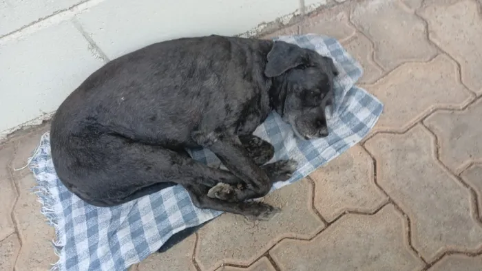 Cachorro raça SRD-ViraLata idade 5 anos nome Pretinha 
