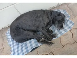 Cachorro raça SRD-ViraLata idade 5 anos nome Pretinha 
