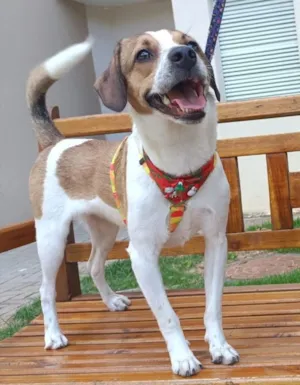 Cachorro raça SRD-ViraLata idade 7 a 11 meses nome Biafra e Berenice