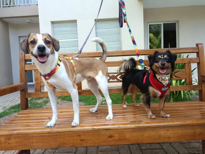 Cachorro raça SRD-ViraLata idade 7 a 11 meses nome Biafra e Berenice