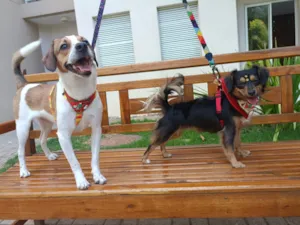 Cachorro raça SRD-ViraLata idade 7 a 11 meses nome Biafra e Berenice