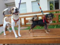 Cachorro raça SRD-ViraLata idade 7 a 11 meses nome Biafra e Berenice