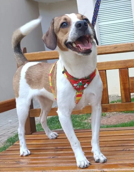 Cachorro raça SRD-ViraLata idade 7 a 11 meses nome Biafra e Berenice