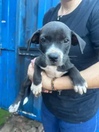 Cachorro raça SRD-ViraLata idade 2 a 6 meses nome Não tem nome