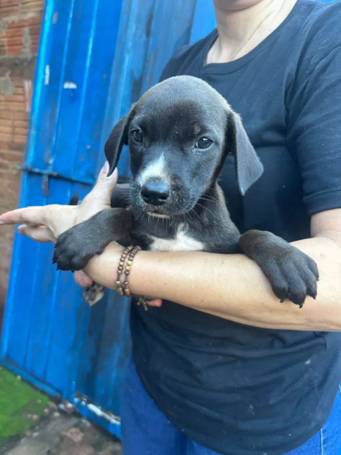Cachorro raça SRD-ViraLata idade 2 a 6 meses nome Não tem nome