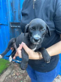 Cachorro raça SRD-ViraLata idade 2 a 6 meses nome Sem nome