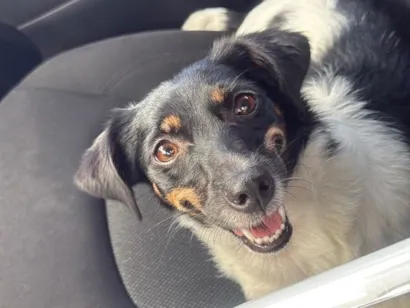 Cachorro raça SRD-ViraLata idade 1 ano nome Samy