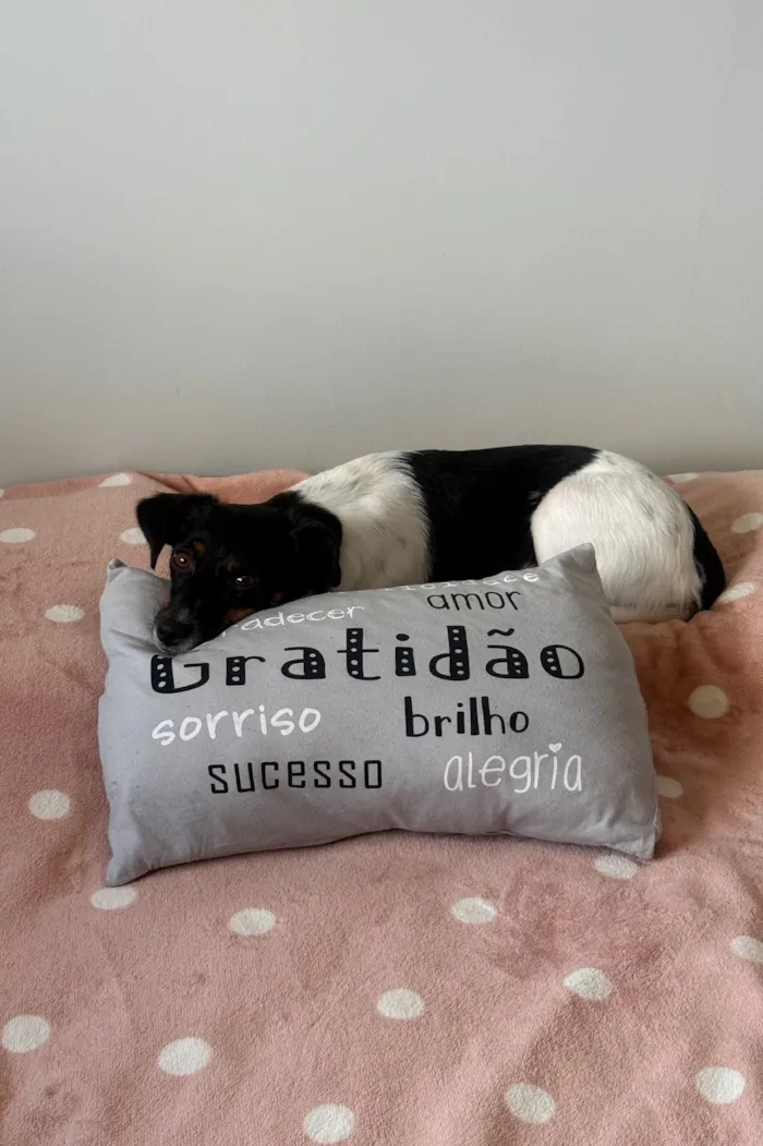 Cachorro raça SRD-ViraLata idade 1 ano nome Samy