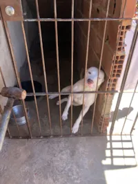 Cachorro raça Pit-Bull idade 3 anos nome Helsinke 