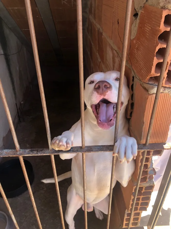 Cachorro raça Pit-Bull idade 3 anos nome Helsinke 