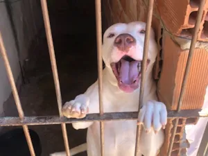 Cachorro raça Pit-Bull idade 3 anos nome Helsinke 