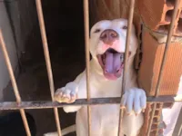 Cachorro raça Pit-Bull idade 3 anos nome Helsinke 