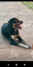 Cachorro raça SRD-ViraLata idade 1 ano nome Mike