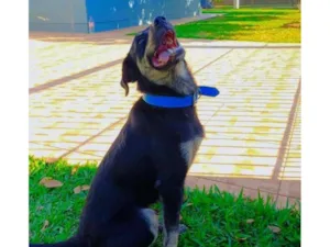 Cachorro raça SRD-ViraLata idade 1 ano nome Mike