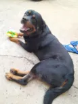 Cachorro raça Rottweiler idade 6 ou mais anos nome Spike