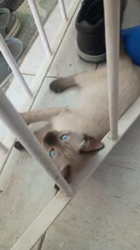 Gato raça SRD-ViraLata idade Abaixo de 2 meses nome Gatinho sem nome