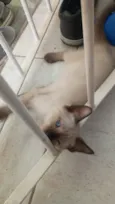 Gatinho sem nome