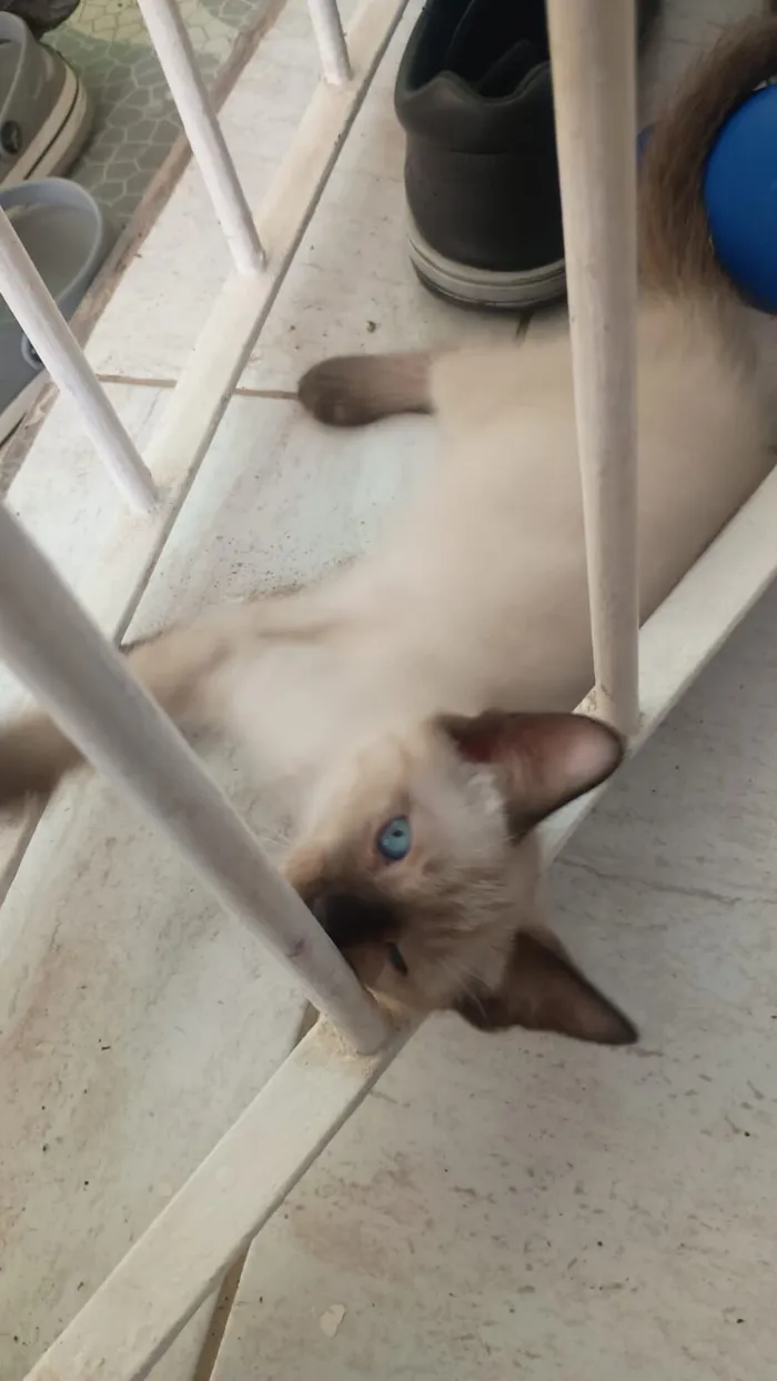 Gato raça SRD-ViraLata idade Abaixo de 2 meses nome Gatinho sem nome