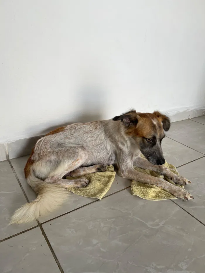 Cachorro raça SRD-ViraLata idade 1 ano nome mel