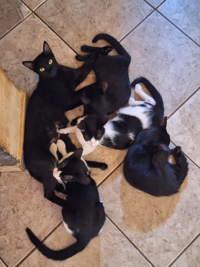 Gato raça SRD-ViraLata idade 2 a 6 meses nome Mickaelle