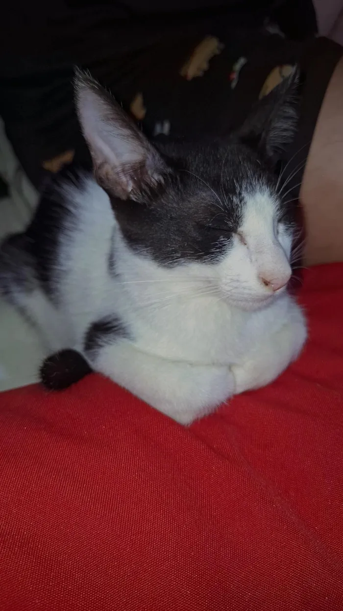 Gato raça SRD-ViraLata idade 2 a 6 meses nome Mickaelle