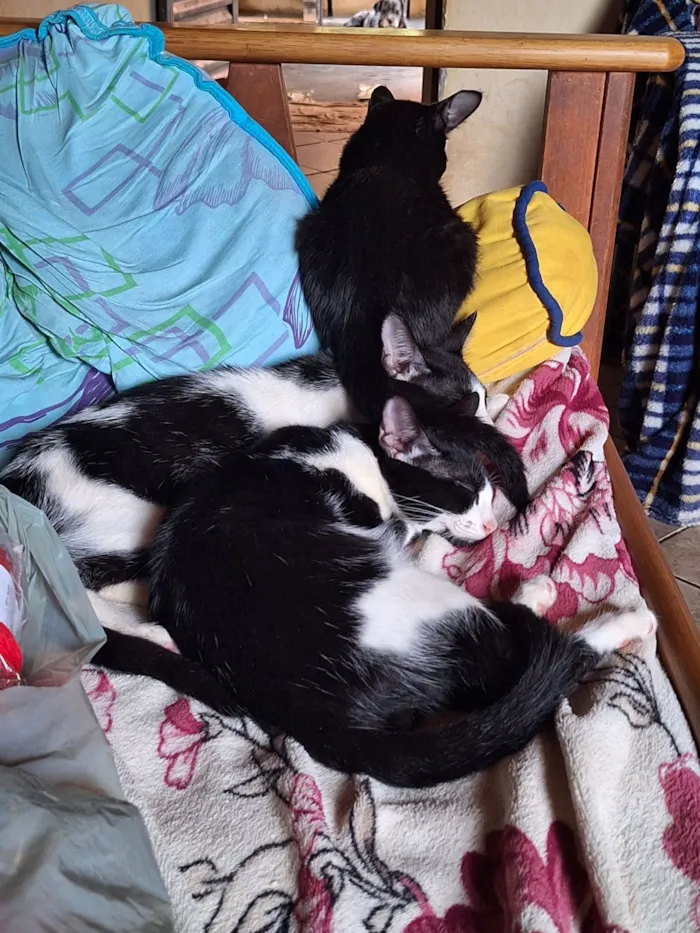 Gato raça SRD-ViraLata idade 2 a 6 meses nome Mickaelle