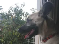 Cachorro raça SRD-ViraLata idade 2 anos nome Rayka