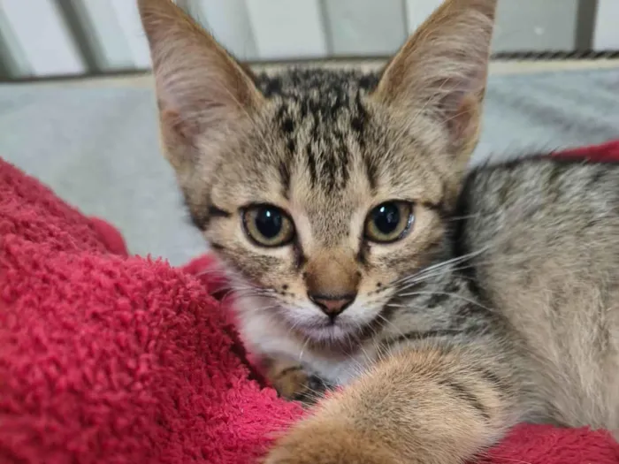 Gato raça SRD-ViraLata idade 2 a 6 meses nome Mia