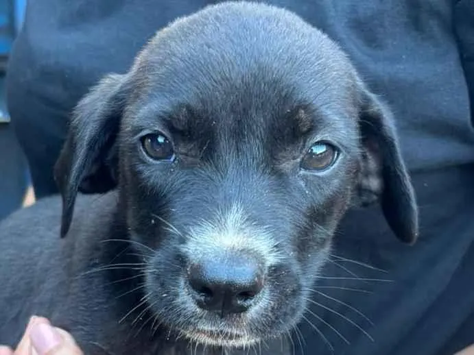 Cachorro raça SRD-ViraLata idade 2 a 6 meses nome Não tem nome