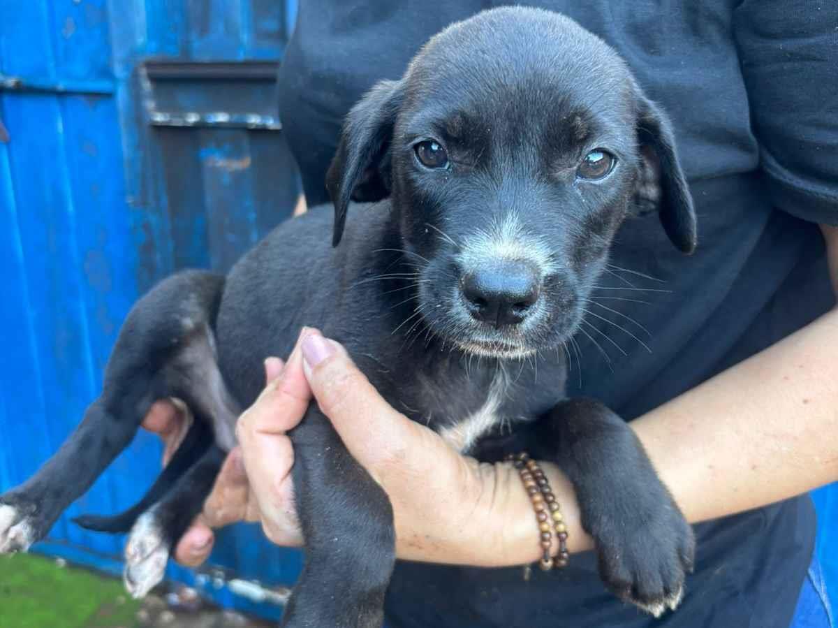 Cachorro raça SRD-ViraLata idade 2 a 6 meses nome Sem nome