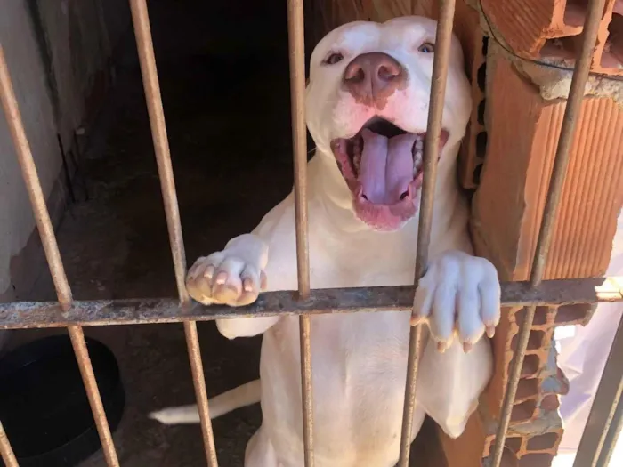 Cachorro raça Pit-Bull idade 3 anos nome Helsinke 