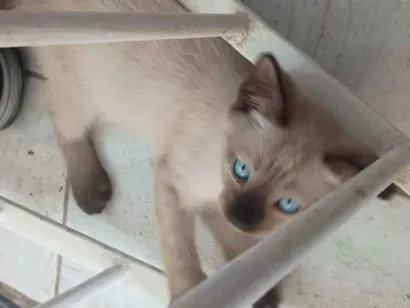 Gato raça SRD-ViraLata idade Abaixo de 2 meses nome Gatinho sem nome