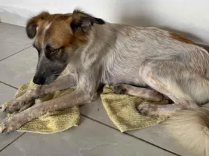 Cachorro raça SRD-ViraLata idade 1 ano nome mel