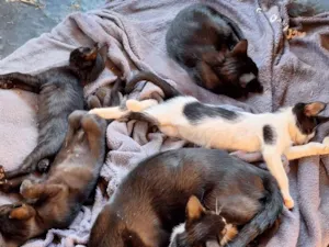 Gato raça SRD-ViraLata idade 2 a 6 meses nome Mickaelle