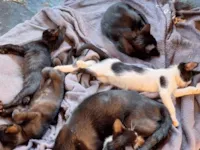 Gato raça SRD-ViraLata idade 2 a 6 meses nome Mickaelle