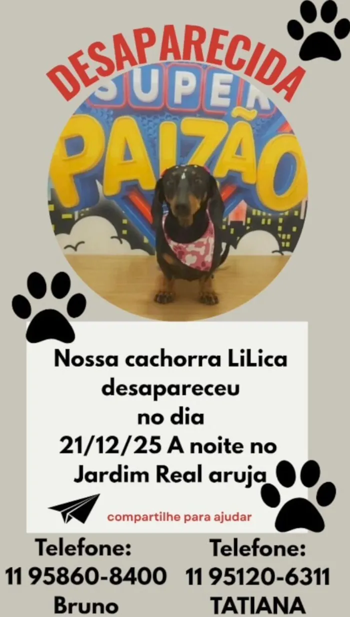 Cachorro raça Basset-Cofap idade 6 ou mais anos nome Lika