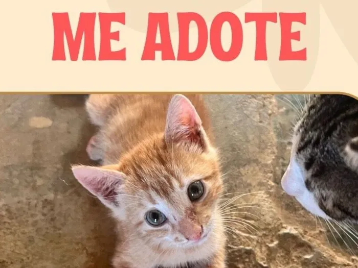 Animal para adoção 