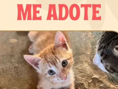 Gato raça SRD-ViraLata idade Abaixo de 2 meses nome Animal para adoção 