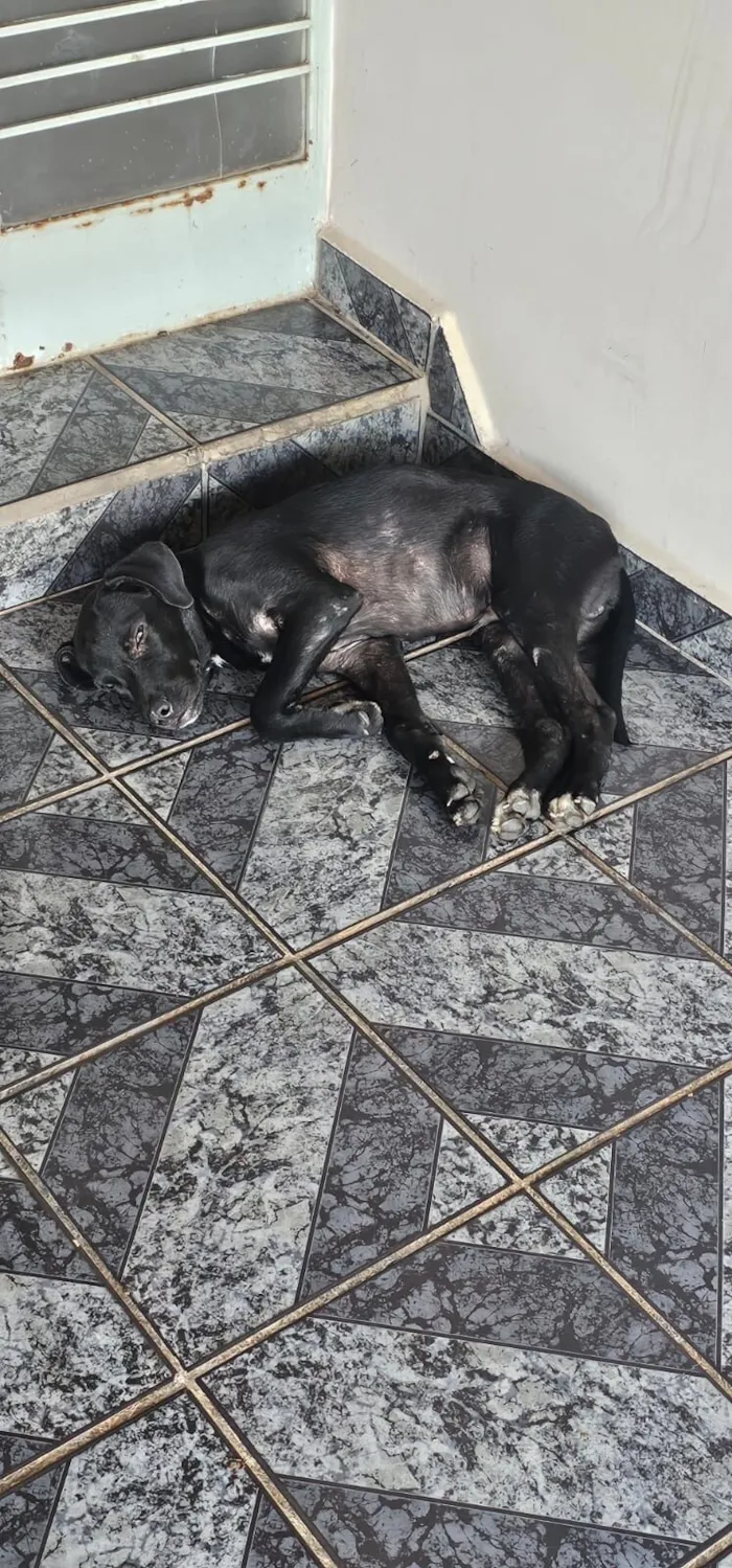 Cachorro raça SRD-ViraLata idade 2 a 6 meses nome Sem nome por enquanto