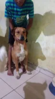 nome social irmao tem o simba um pit bull e de raca mistica acheis todos de mal tratos e cuidei ate agora semcondicao de prosegui com os cuidados
