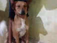 nome social irmao tem o simba um pit bull e de raca mistica acheis todos de mal tratos e cuidei ate agora semcondicao de prosegui com os cuidados