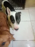 Cachorro raça SRD-ViraLata idade 1 ano nome nome social irmao tem o simba um pit bull e de raca mistica acheis todos de mal tratos e cuidei ate agora semcondicao de prosegui com os cuidados