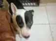 nome social irmao tem o simba um pit bull e de raca mistica acheis todos de mal tratos e cuidei ate agora semcondicao de prosegui com os cuidados