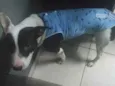 nome social irmao tem o simba um pit bull e de raca mistica acheis todos de mal tratos e cuidei ate agora semcondicao de prosegui com os cuidados