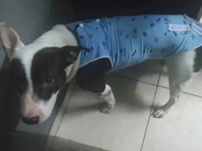 Cachorro raça SRD-ViraLata idade 1 ano nome nome social irmao tem o simba um pit bull e de raca mistica acheis todos de mal tratos e cuidei ate agora semcondicao de prosegui com os cuidados